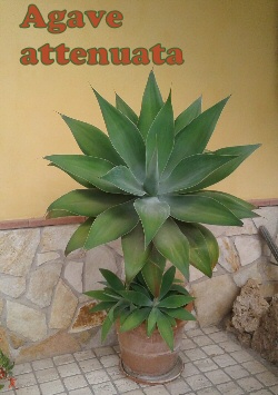 Agave attenuata